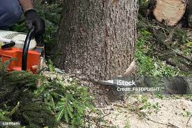 Best Storm Damage Tree Cleanup  in Ocean City, FL